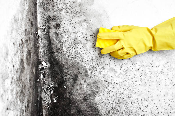 Best Black Mold Removal  in Athens, OH