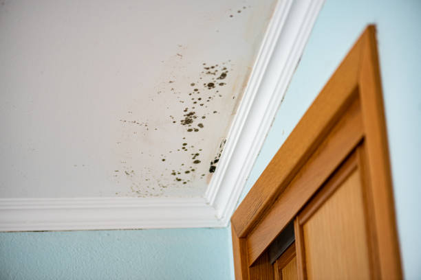 Best Mold Testing  in Athens, OH