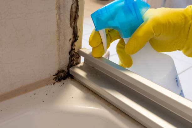 Best Same-Day Mold Removal  in Athens, OH