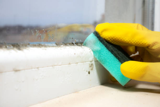 Best Toxic Mold Removal  in Athens, OH