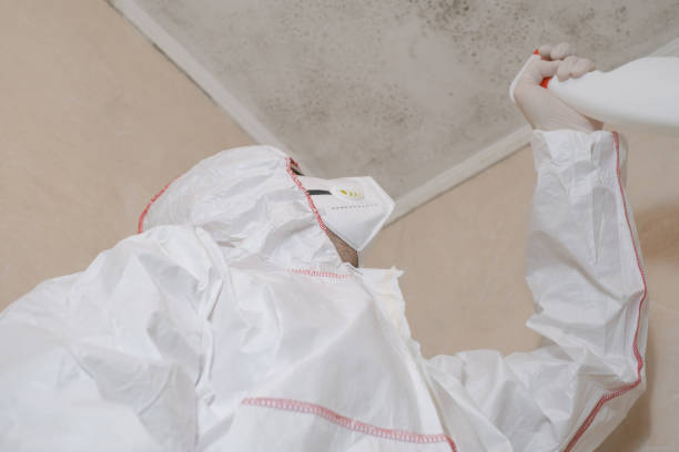 Best Affordable Mold Removal  in Athens, OH