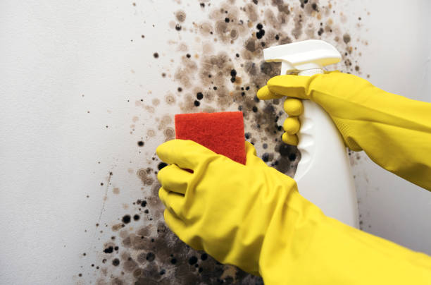 Best Local Mold Removal Service  in Athens, OH