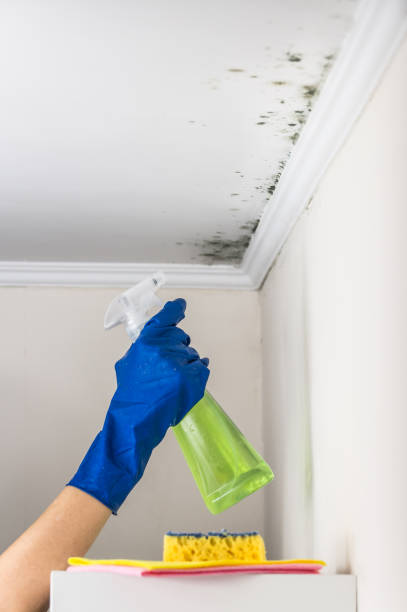 Best Water Damage Restoration  in Athens, OH