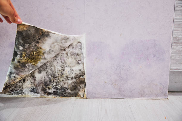 Best Mold Removal Company Near Me  in Athens, OH